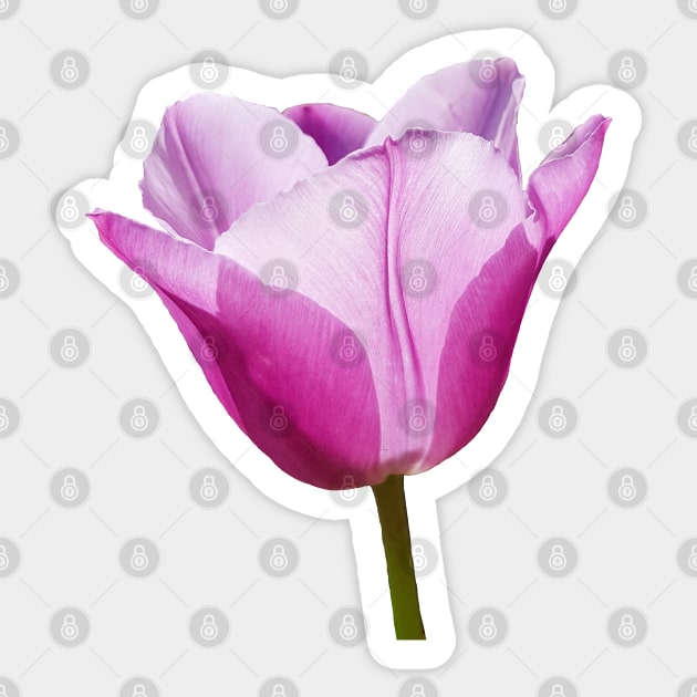 Mauve Tulip Floral Photo Sticker by ellenhenryart